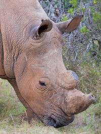 Close up rhino head. Free public domain CC0 photo.