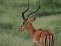 Kudu, long horns animal. Free public domain CC0 photo.