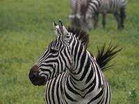 Zebra in the wild image. Free public domain CC0 photo.