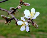 White flower. Free public domain CC0 image.