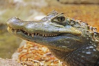 Reptile animal, crocodile, wildlife. Free public domain CC0 image
