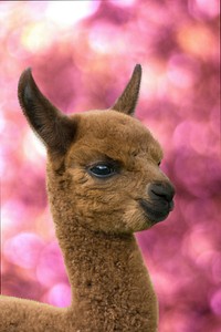 Alpaca photo. Free public domain CC0 image.