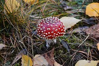 Red mushroom hat, fly agaric toadstool. Free public domain CC0 image.