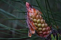 Pine cone. Free public domain CC0 image.