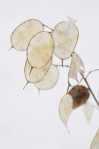 Honesty seeds. Free public domain CC0 image.