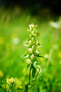 Yellow rattle. Free public domain CC0 image.