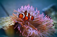 Swimming clownfish close up. Free public domain CC0 photo.