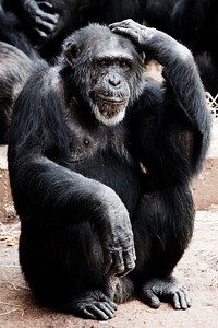 Chimpanzee photo. Free public domain CC0 image.