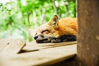 Sleeping red fox, animal background. Free public domain CC0 photo.