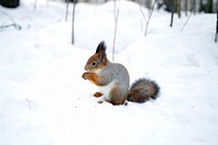 Squirrel feeding in the snow. Free public domain CC0 image.