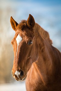 Cute chestnut horse. Free public domain CC0 photo.