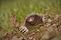 Mole, animal. Free public domain CC0 photo.