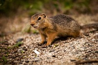 Wild squirrel background. Free public domain CC0 image.