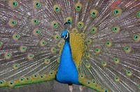 Beautiful peacock feathers photo. Free public domain CC0 image.