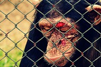 Injured monkey photo. Free public domain CC0 image.