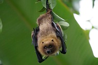 Bat photo. Free public domain CC0 image.