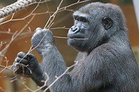 Gorilla image. Free public domain CC0 photo.