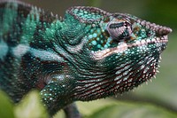 Iguana lizard. Free public domain CC0 image.