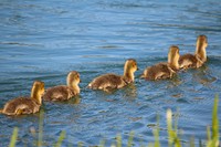 Row of goslings swimming. Free public domain CC0 image.
