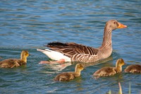 Greylag goose with goslings. Free public domain CC0 image.