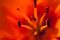 Flower pollen background, macro shot. Free public domain CC0 image.