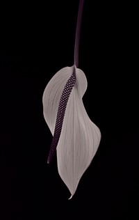 Peace lily background. Free public domain CC0 image.