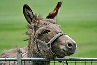 Donkey photo. Free public domain CC0 image.