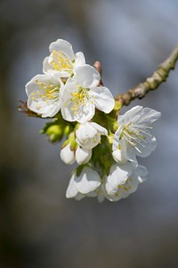 Apple blossom background. Free public domain CC0 photo.