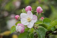 Apple blossom background. Free public domain CC0 image.