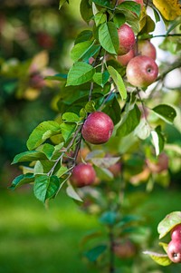 Closeup on red apple hanging on tree. Free public domain CC0 photo.