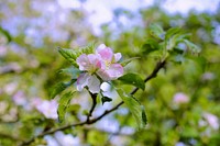 Apple blossom background. Free public domain CC0 image.