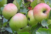 Closeup on red apple hanging on tree. Free public domain CC0 photo.