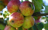 Closeup on red apple hanging on tree. Free public domain CC0 photo.