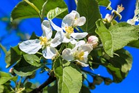 Apple blossom background. Free public domain CC0 photo.