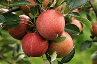 Closeup on red apple hanging on tree. Free public domain CC0 photo.