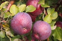 Red apples hanging in tree. Free public domain CC0 photo.