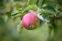 Closeup on red apple in tree. Free public domain CC0 photo.