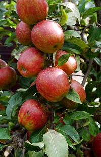 Closeup on red apple hanging on tree. Free public domain CC0 photo.