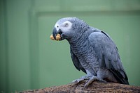 African grey parrot bird. Free public domain CC0 image.