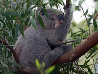 Cute koala bear, Australian animal. Free public domain CC0 photo.