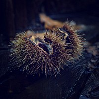 Chesnut closeup photo. Free public domain CC0 image.