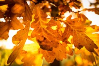 Autumn leaf aesthetic background. Free public domain CC0 photo.