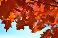 Maple leaf, Autumn seasonal background. Free public domain CC0 photo.