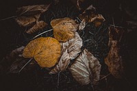 Autumn leaf aesthetic background. Free public domain CC0 photo.