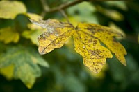 Autumn leaf aesthetic background. Free public domain CC0 photo.