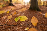 Autumn leaf aesthetic background. Free public domain CC0 photo.