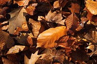 Autumn leaf aesthetic background. Free public domain CC0 photo.