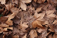 Autumn leaf aesthetic background. Free public domain CC0 photo.