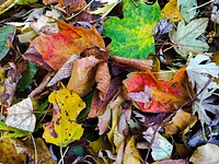 Autumn leaf aesthetic background. Free public domain CC0 photo.