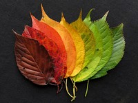 Autumn leaf aesthetic background. Free public domain CC0 photo.